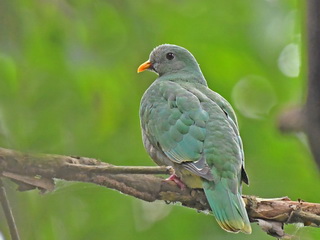 Black-chinned Fruit Dove