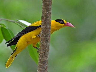 Black-naped Oriole