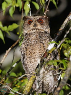 Everett's Scops Owl