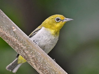 Lowland White-eye