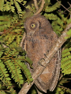 Mantanani Scops Owl