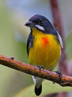 Palawan Flowerpecker