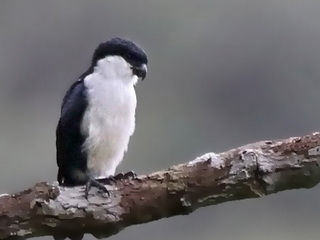 Philippine Falconet on Mount Kitanglad