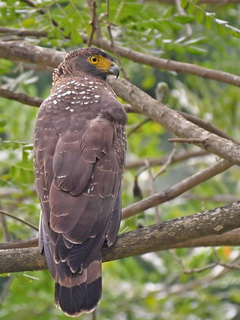 Philippine Serpent Eagle