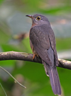 Rusty-breasted Cuckoo