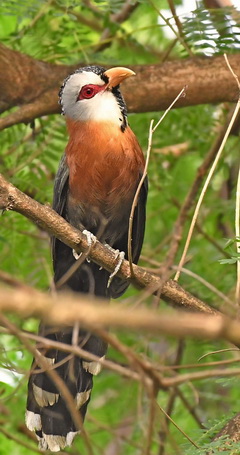 Scale-feathered Malkoha