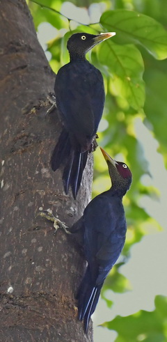 Sooty Woodpecker at Subic
