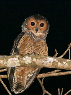 Spotted Wood Owl