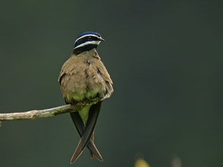 Whiskered TreeSwift