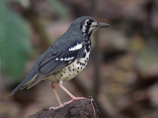 Ashy Thrush Ashy Thrush at La Mesa