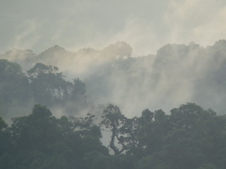 forest on Mount Makiling