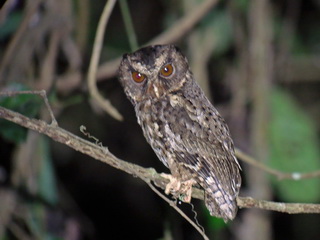 Palawan Scops Owl