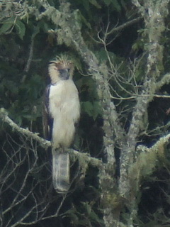 Philippine Eagle
            on Kitanglad