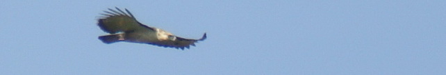 Philippine Eagle Kitanglad Philippine Eagle