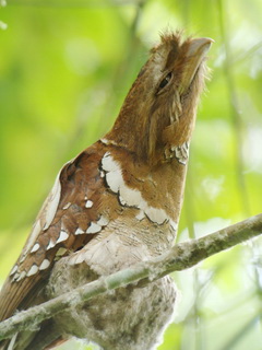 Philippine Frogmouth on Kitanglad