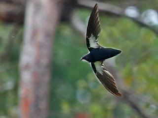 Philippine Needletail