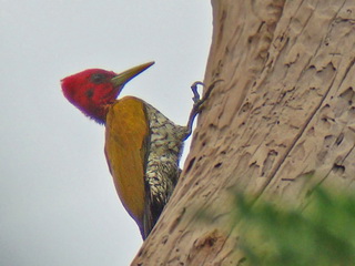 Red-headed Flameback on Palawan