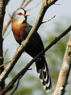 Scale-feathered Malkoha at Makiling