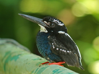 Silvery
Kingfisher Southern Silvery Kingfisher