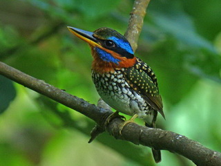 Birdwatching in the Philippines