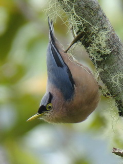 Sulphur-billed Nuthatch at Kitanglad