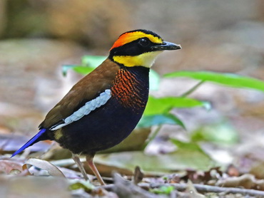 Banded Pitta Sri-Phangna NP