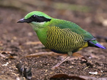 Bar-bellied Pitta at Cat Tien