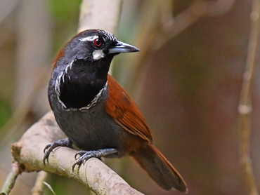 Black-throated Babbler Lambir Hills