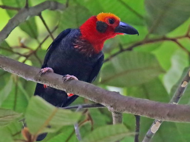 Bristlehead at Sepilok in Sabah