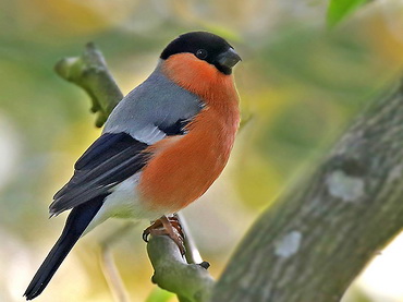 Eurasian
                Bullfinch - Goudvink