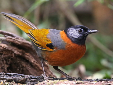 Collared Laughingthrush at Da Lat