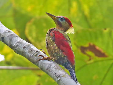 Crimson-winged Woodpecker