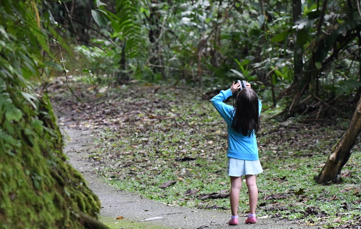 Birding on Fraser's Hill