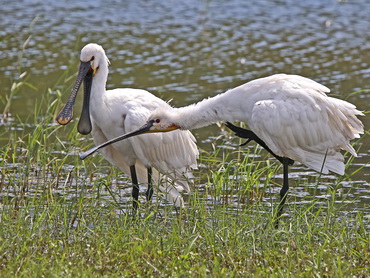 Eurasian Spoonbill at Yala NP