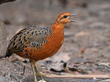 Ferruginous Partridge at Bukit Tingi