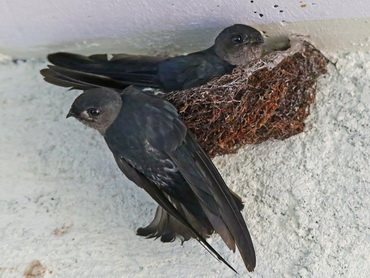 Glossy Swiftlet nest