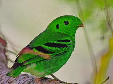 Green Broadbill in Malaysia