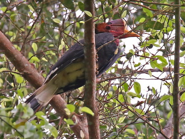Helmeted Hornbill on Borneo