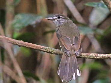 Hook-billed Bulbul on Borneo