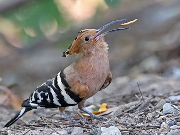 Hoopoe in Thailand