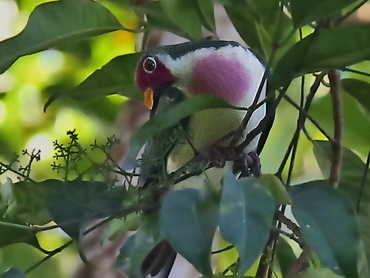 Jambu Fruit Dove at Tawau Hills