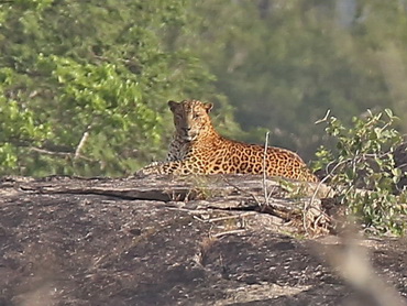 Leopard at Yala NP in Sri Lanka