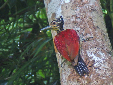 Luzon Flameback at Subic