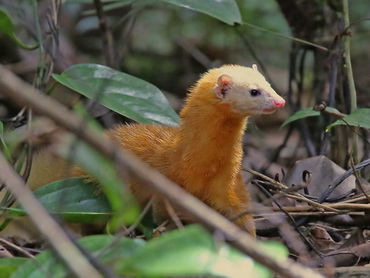 Malayan Weasel at Poring Hot Springs