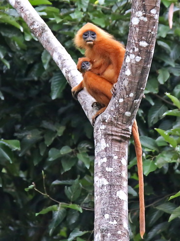 Maroon Langur at Tawau Hills Park