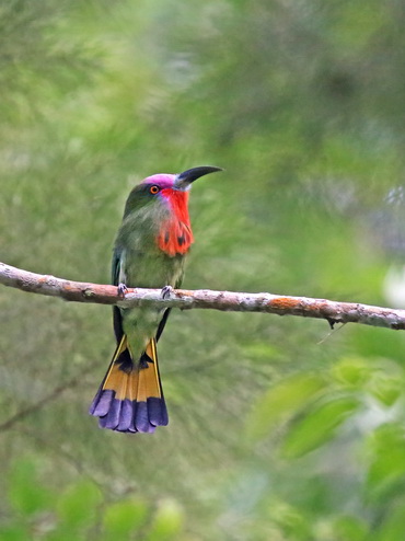 Red-bearded Bee-eater at Tawau Hills