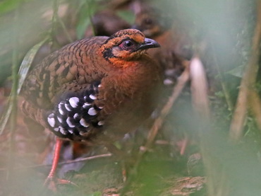 Red-breasted Partridge