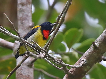 Scarlet-breasted Flowerpecker Kubah