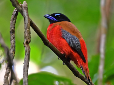 Scarlet-rumped Trogon at Mulu NP