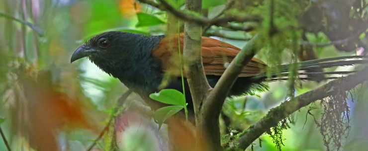 Short-toed Coucal